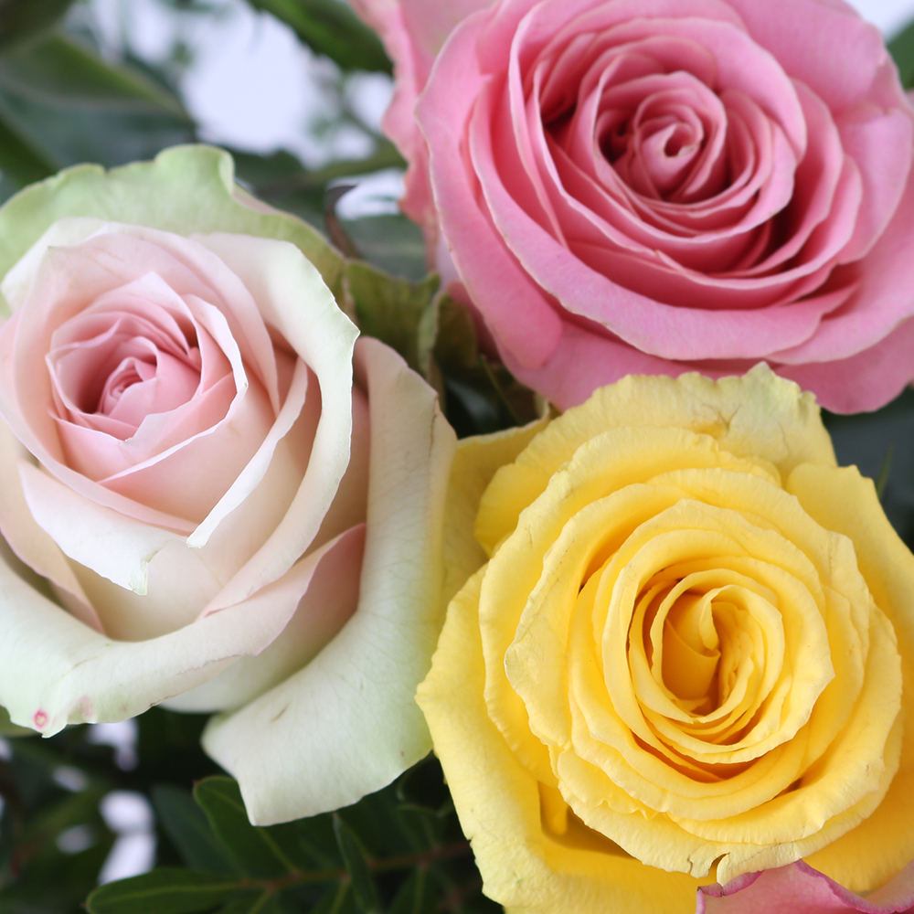 15 Bunte Rosen - Premium-Rosen (50cm)