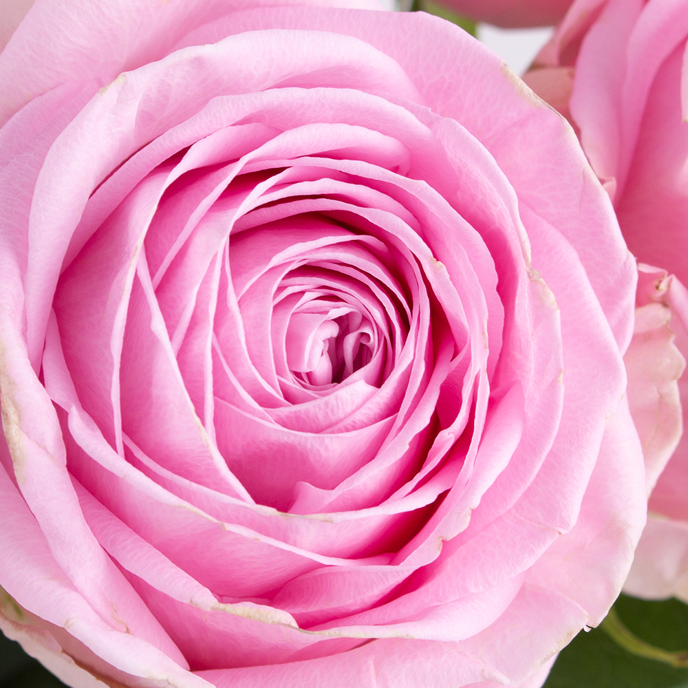 10 Rosa Rosen (50cm)
