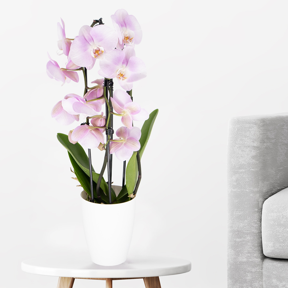 Rosa Orchidee (Cascade) + gratis Topf