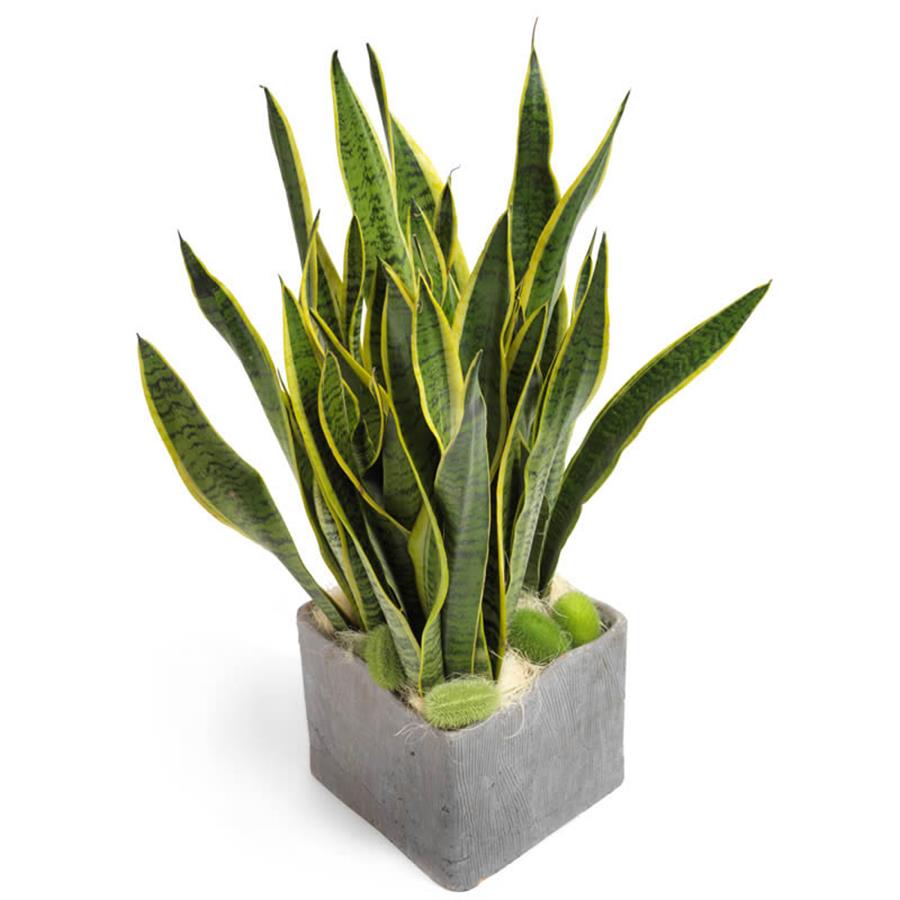 Sansevieria
