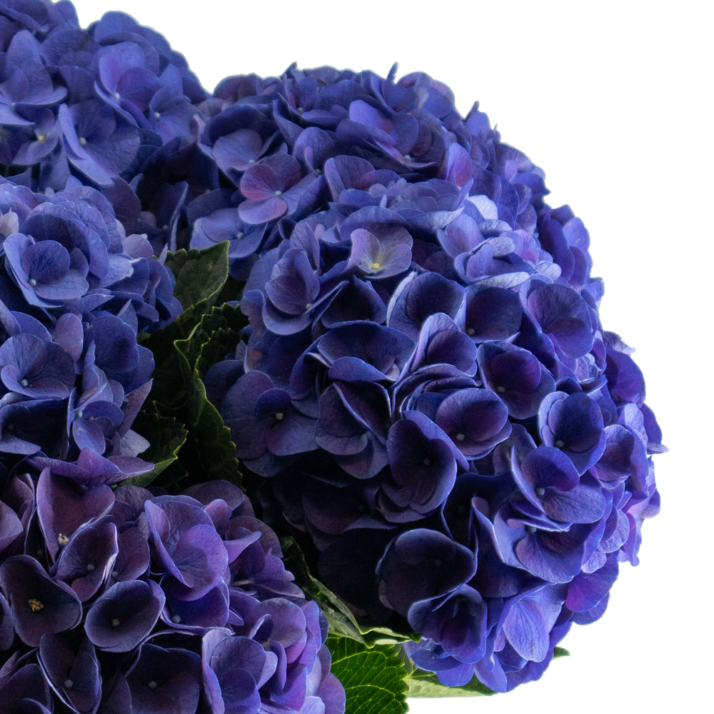 Blauer Hortensien Blumenstrauß