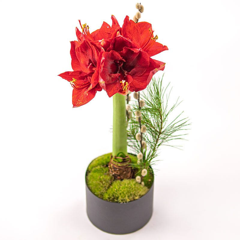 Rød amaryllis