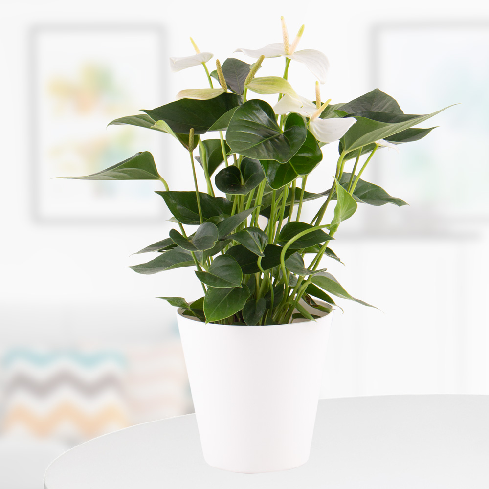 Exotische Zimmerpflanzen kaufen | blumenshop.de