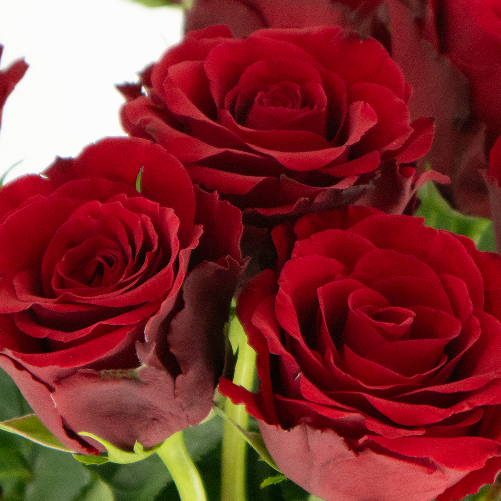 12 Rote Premium-Rosen (50cm)