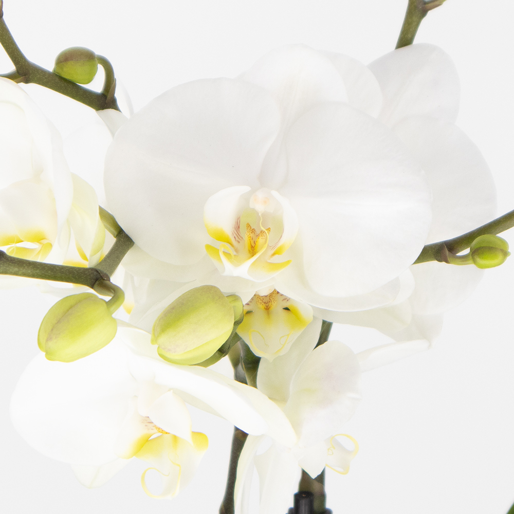 Weie Orchidee |  12 cm | Phalaenopsis
