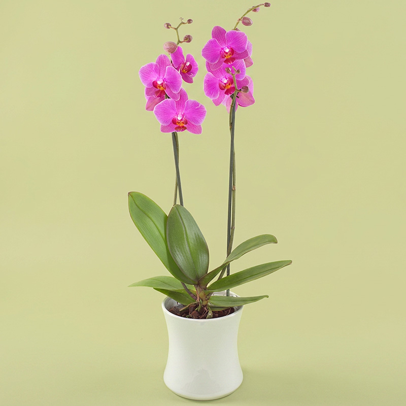 Roze orchidee in pot