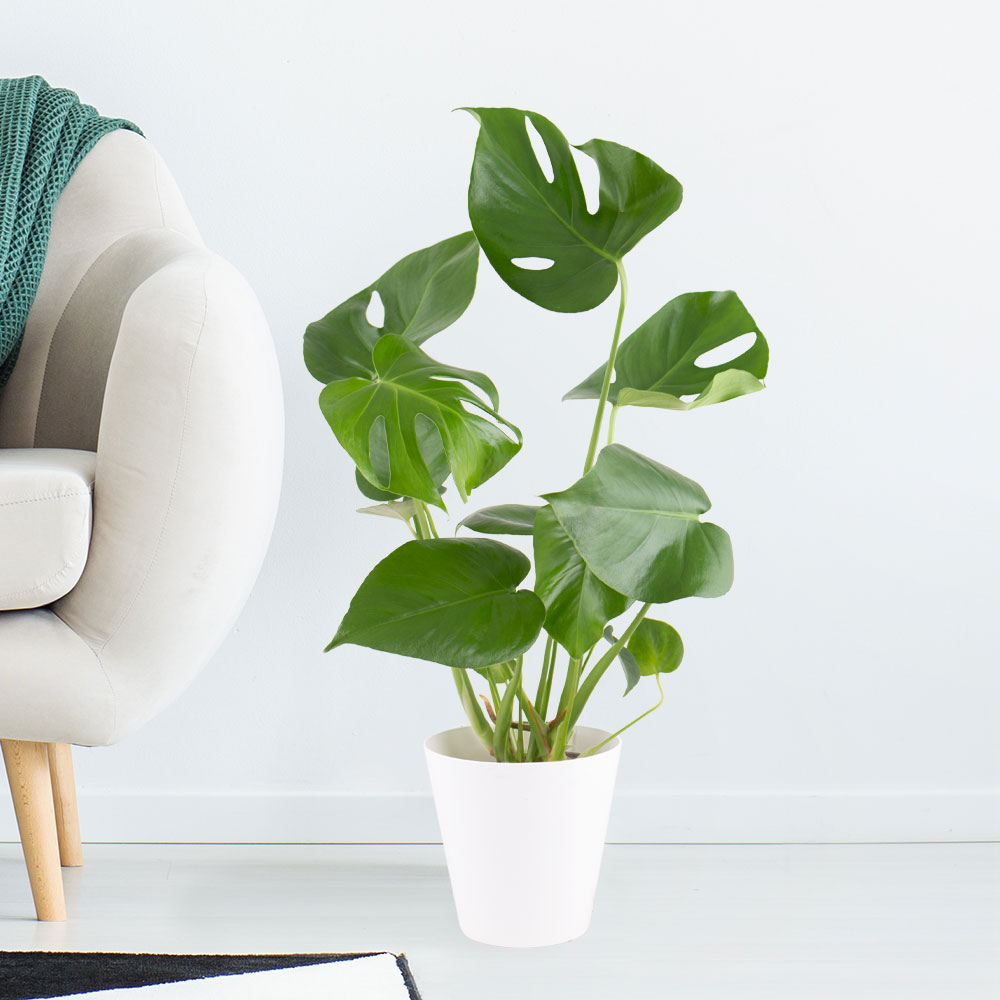 Order houseplants online and have them delivered