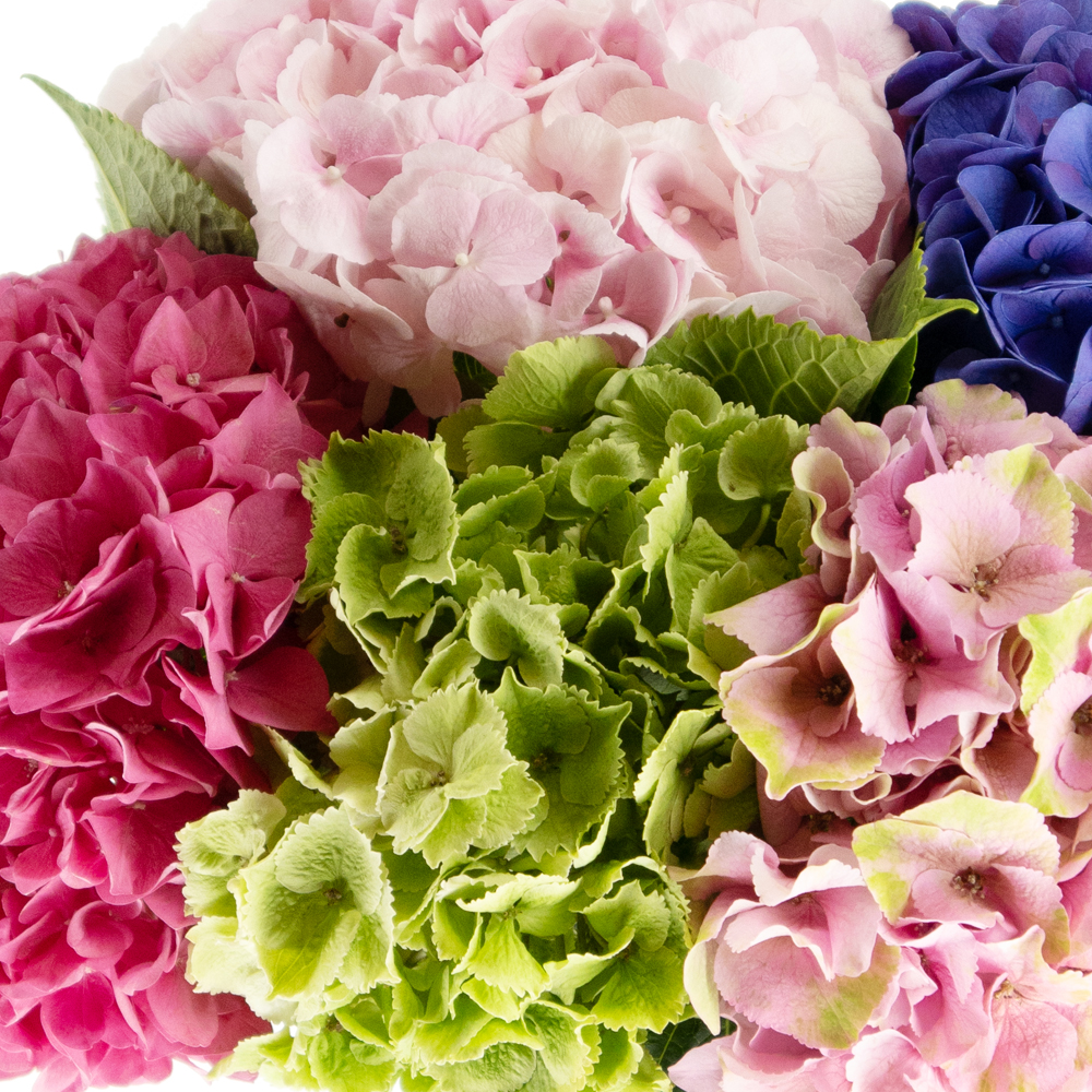Gemischter Hortensienstrauß – 5 bunte Hortensien