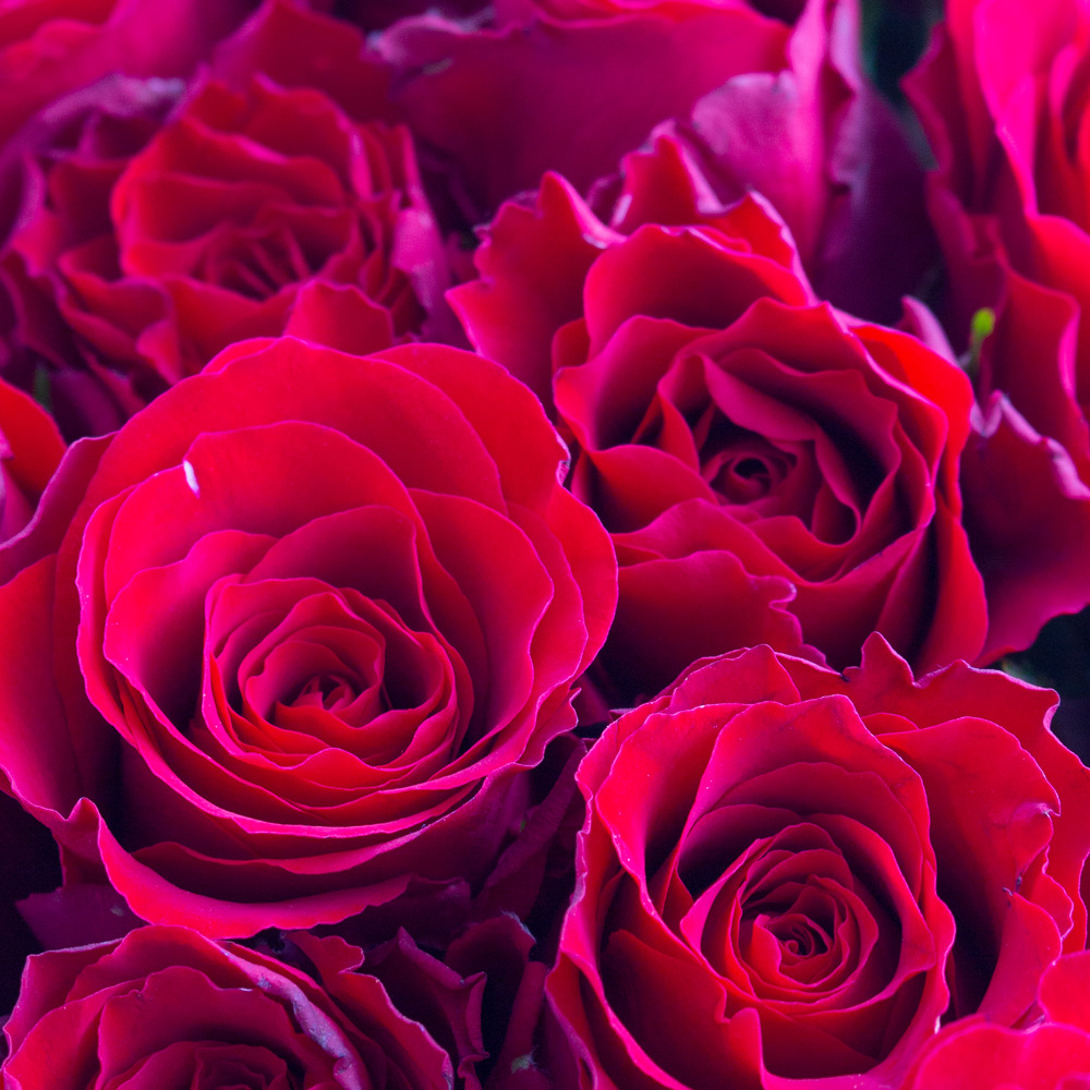 100 Rosen - Upperclass (50cm)