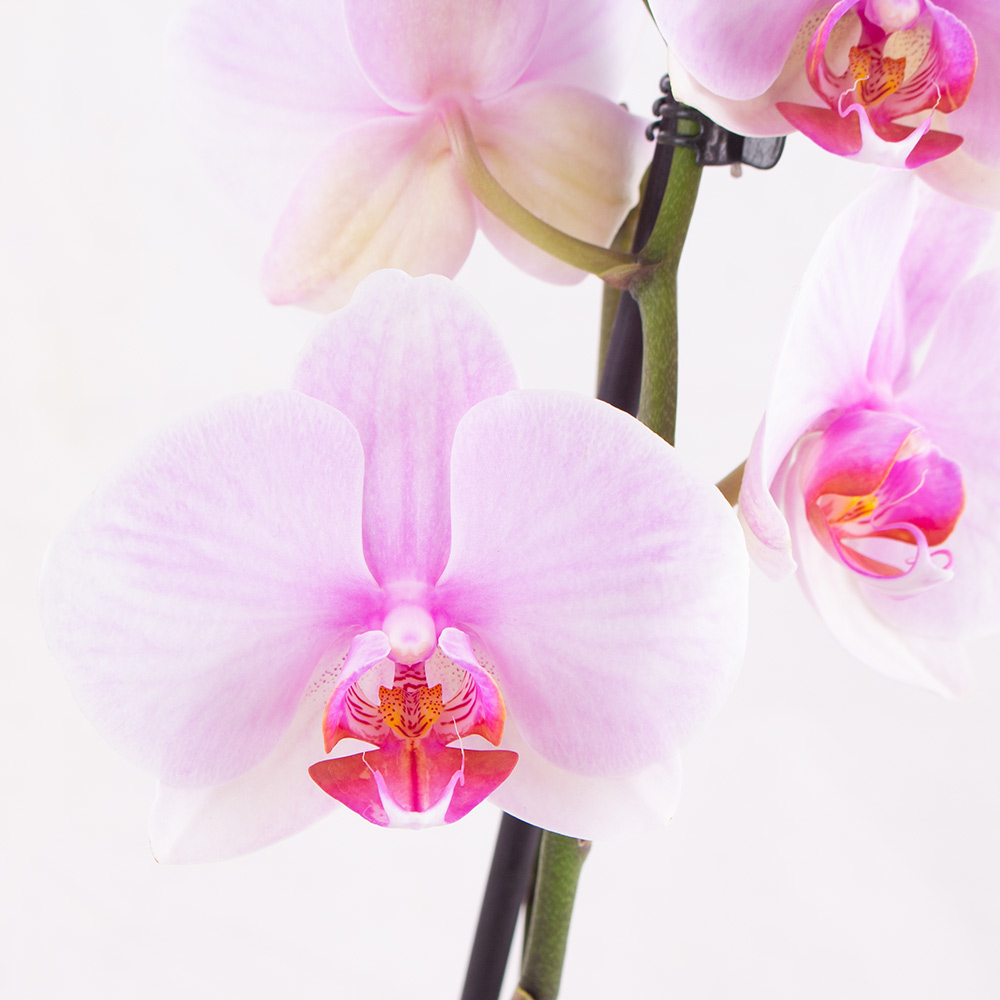 Rosa Orchidee (zwei Rispen) + gratis Topf