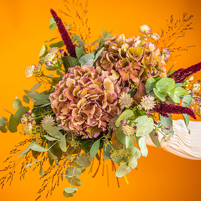 Höströd hortensia