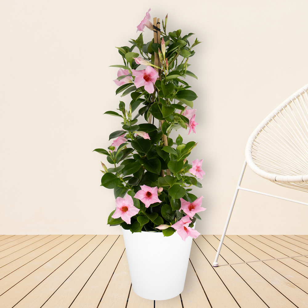 Rosa Mandevilla Pyramide + gratis Topf | +/- 70 cm | ø 17 cm