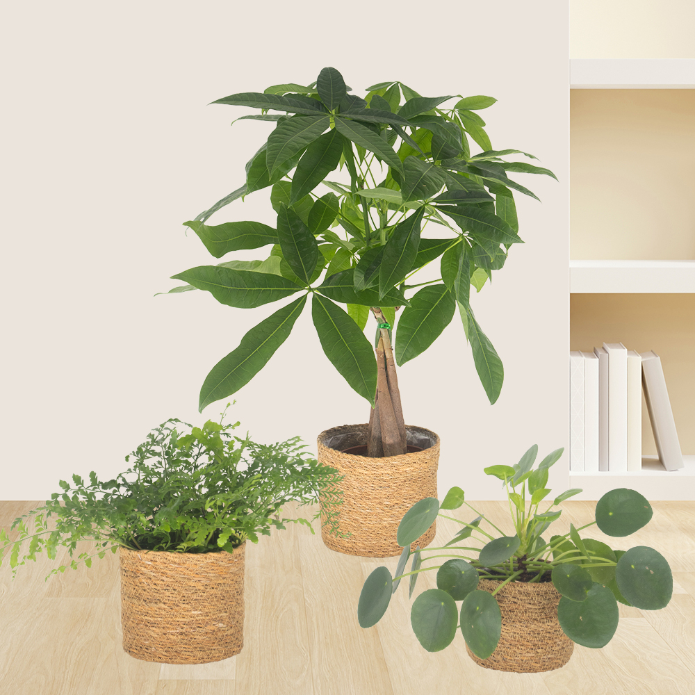 Pflanzen-Sets | Zimmerpflanzen im Set | blumenshop.de