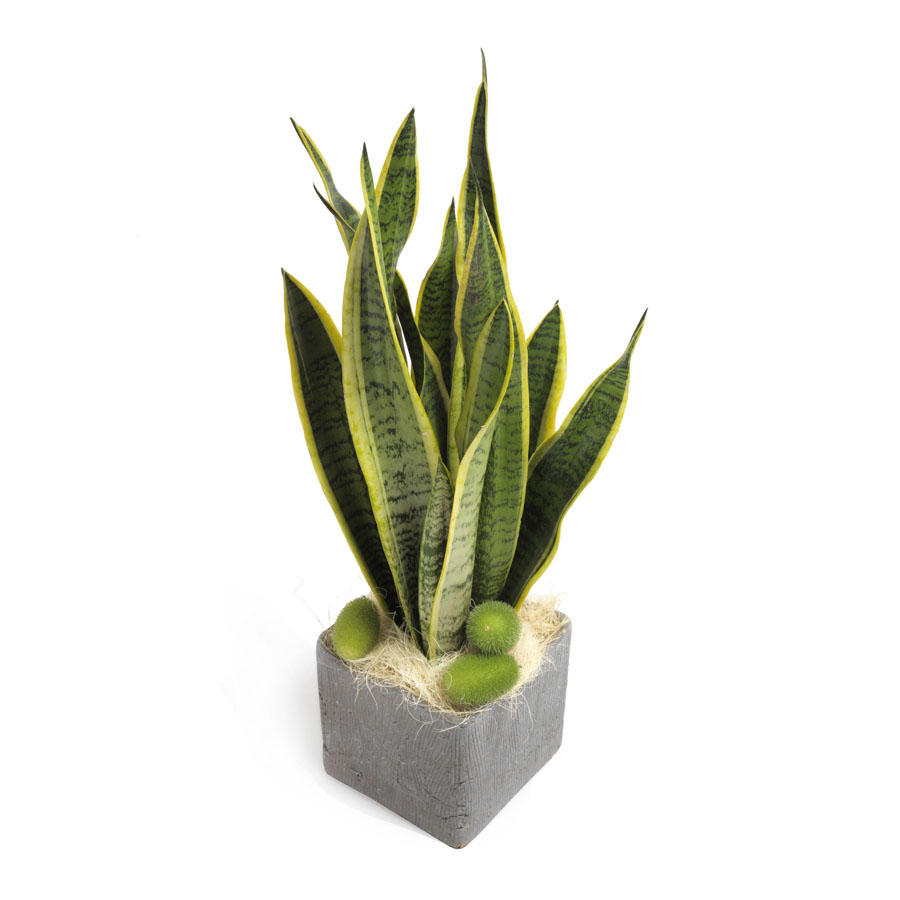 Sansevieria