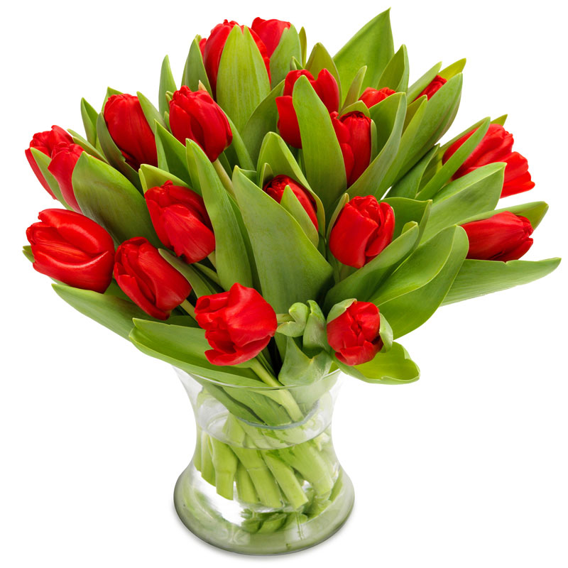 Czerwone Tulipany
