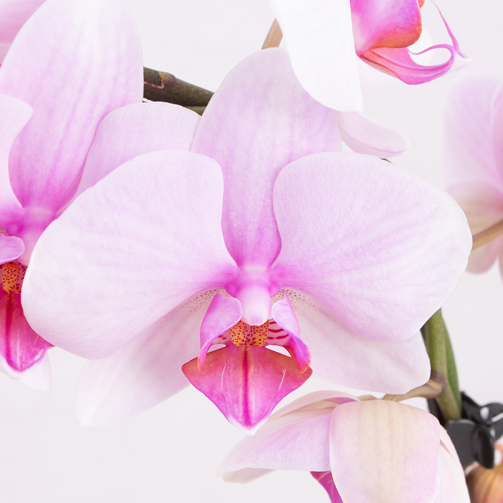 Orchideenbogen Rosa + gratis Topf | Phalaenopsis