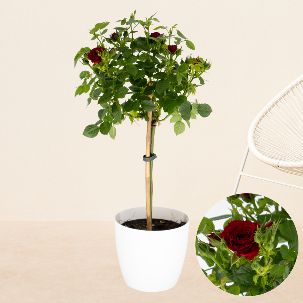 Rote Topfrose + gratis Topf | +/- 70 cm | ø 17 cm
