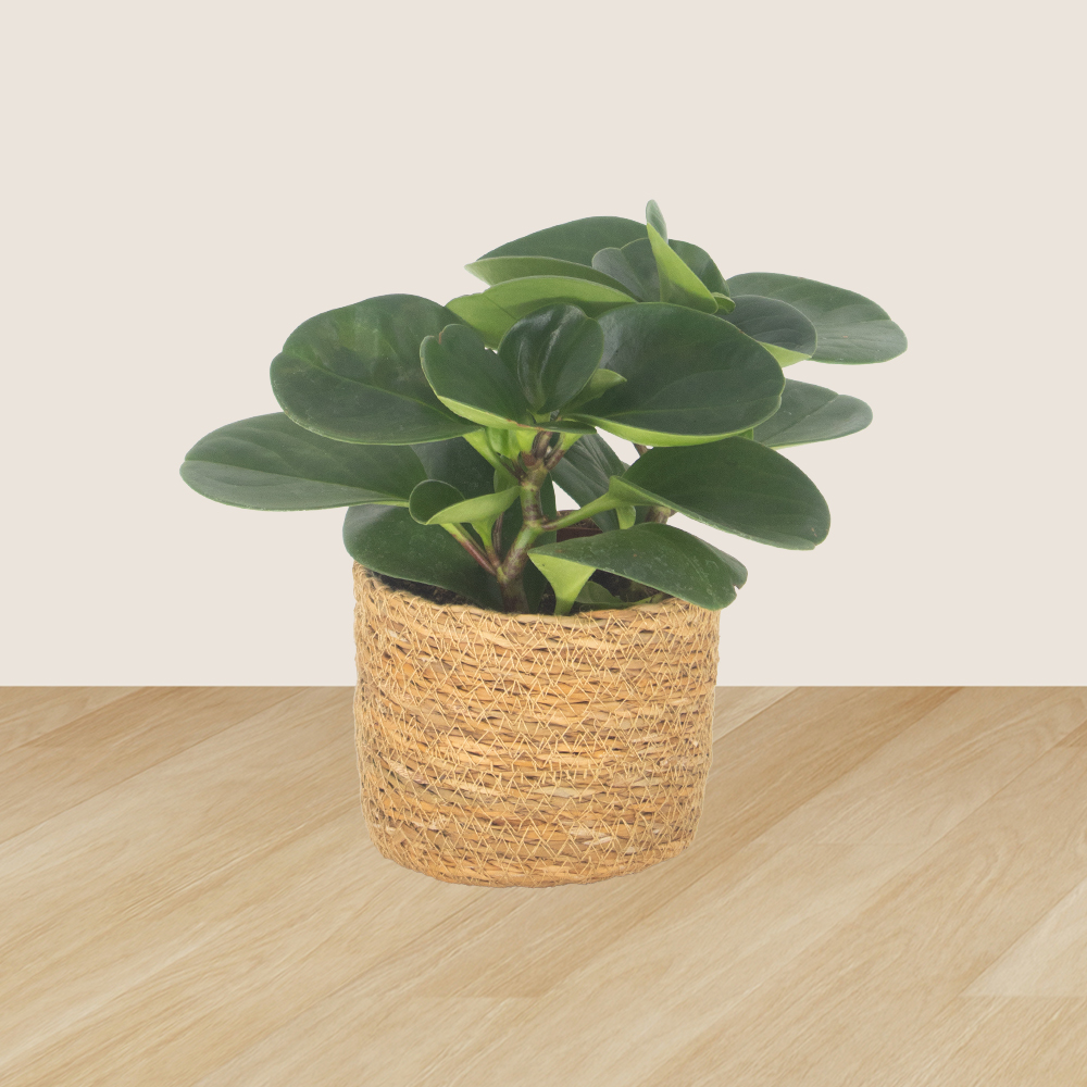 3er-Set Ananas, Monstera & Peperomia | +/- 15-60 cm | ø 12-14 cm