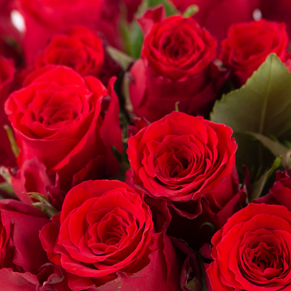 40 Rote Rosen (40cm)