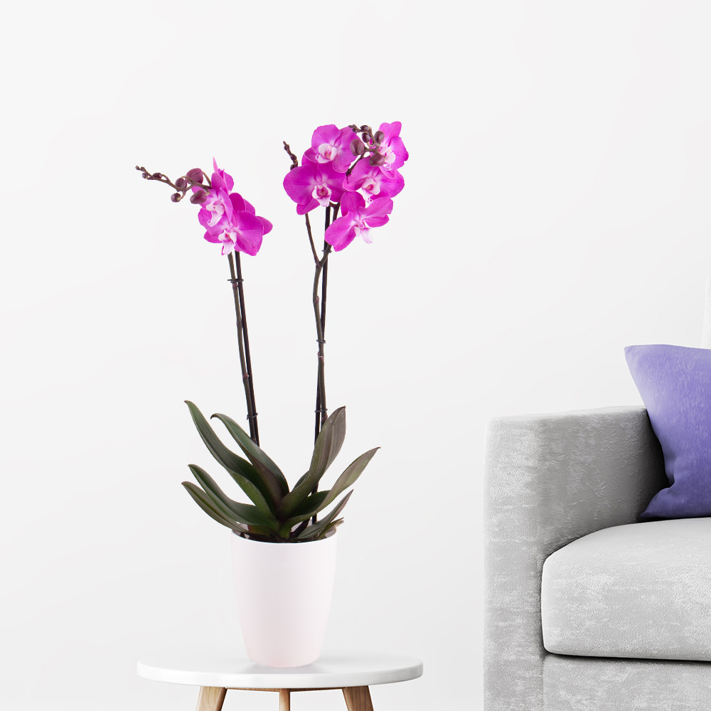 Lila Orchidee (zwei Rispen) + gratis Topf – Blumenstrauß von Blumenshop online bestellen