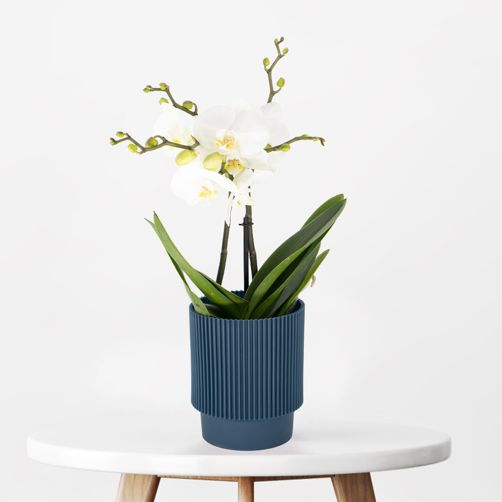 Weiße Orchidee + gratis Topf | Phalaenopsis