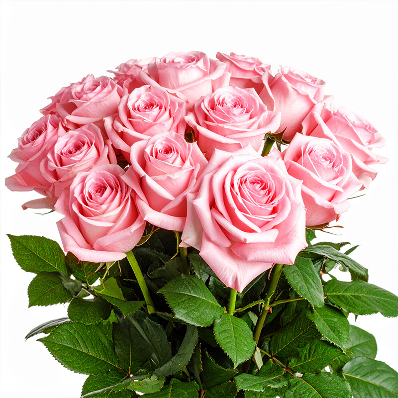 Rosa rosor