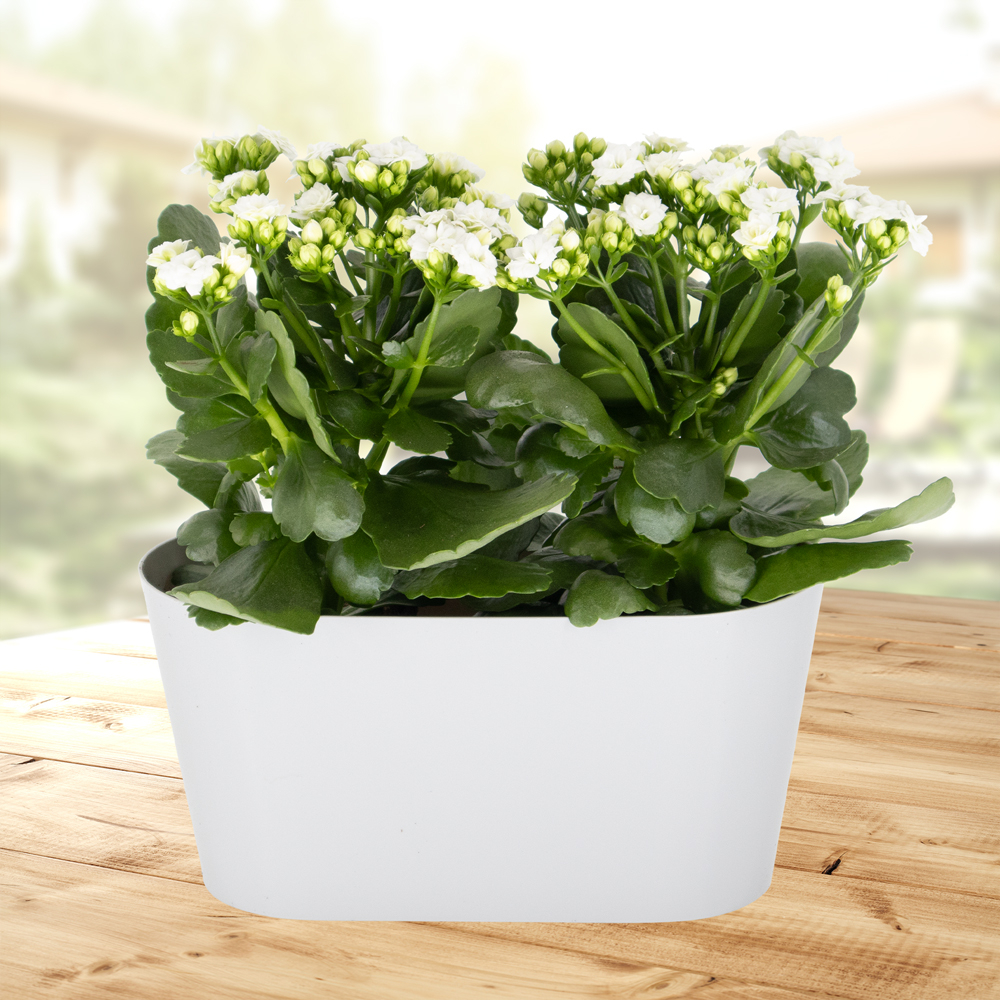 butterfly ginger plant Butterfly Ginger Lily main image 0
