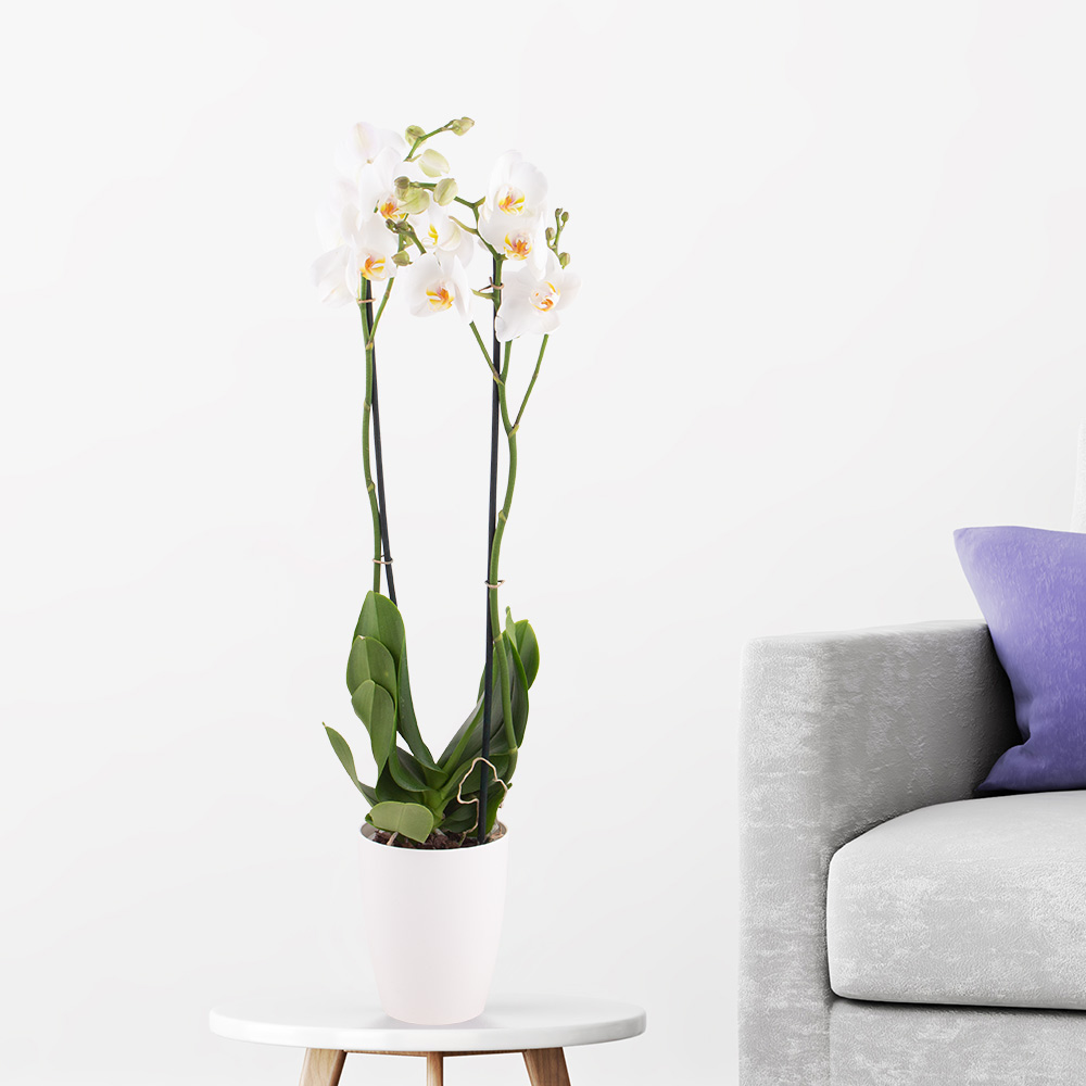 Order houseplants online and have them delivered