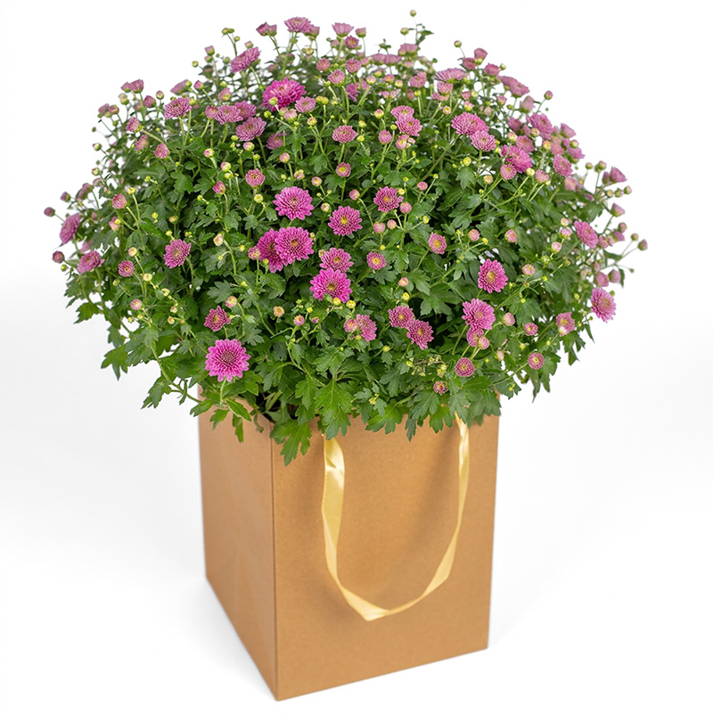 Bollkrysantemum