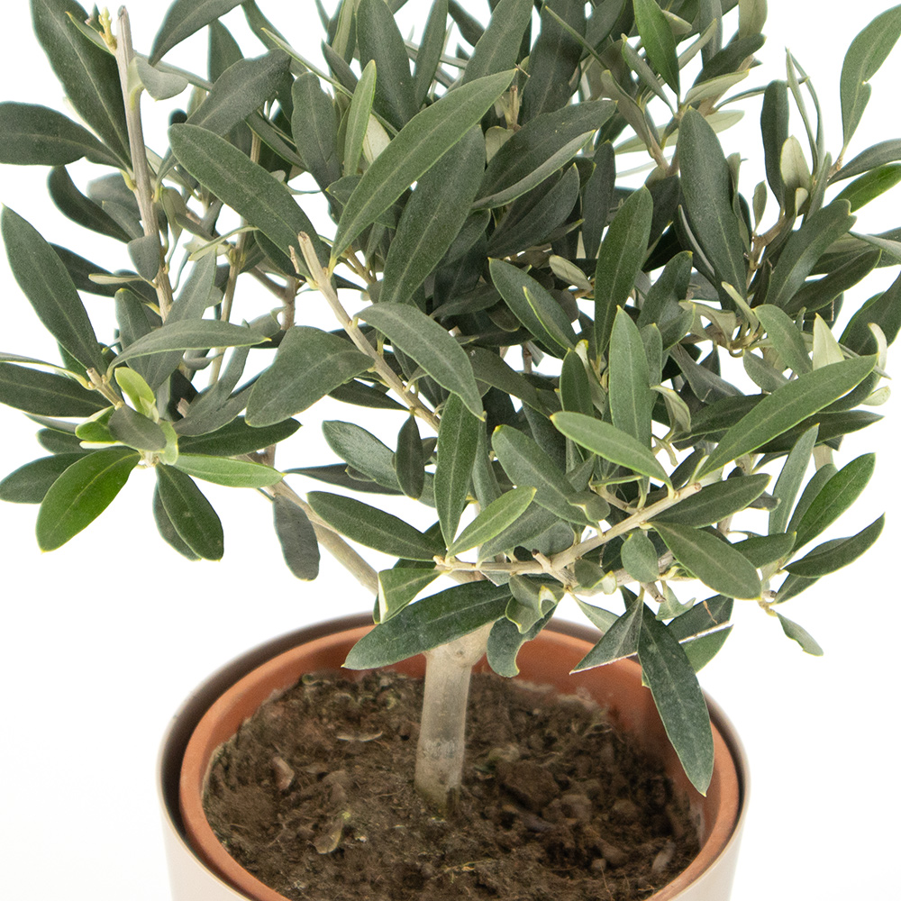 Olivenbaum (Busch) + gratis Topf | +/- 30-40 cm |  15