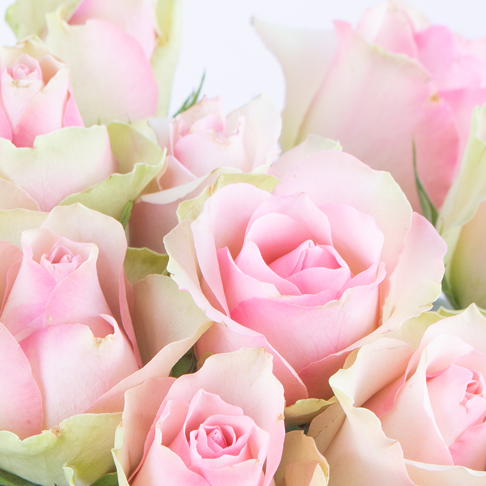 40 Pastell Rosen (40cm)