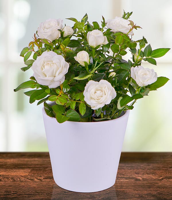 Planting White Roses White Rose plant | Eflorist