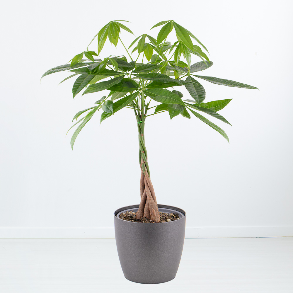 Glckskastanie | +/- 100 cm |  21 cm | Pachira aquatica