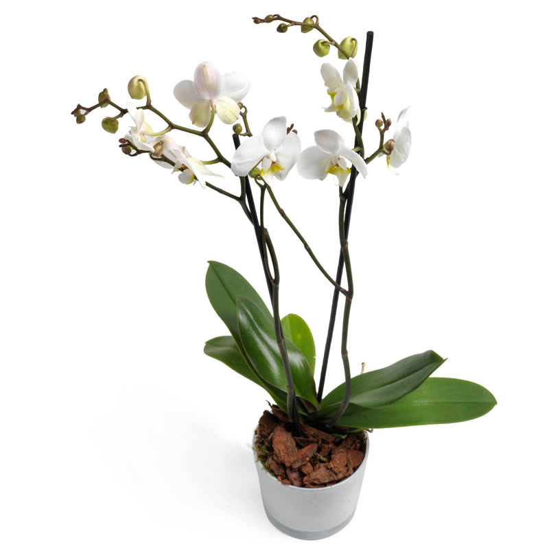 Melkwitte Orchidee