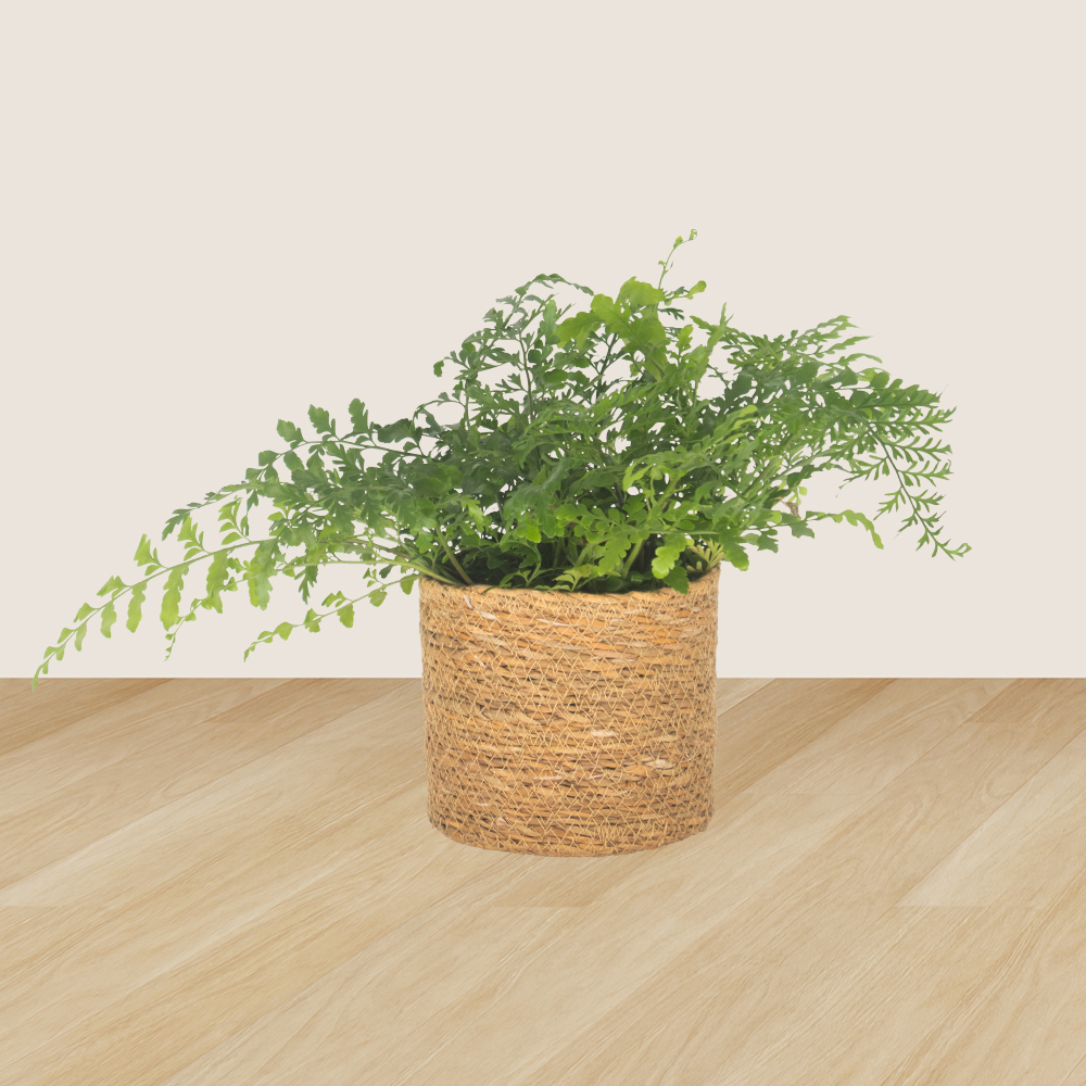 3er-Set Pachira, Nestfarn & Pilea | +/- 15-60 cm | ø 12-14 cm