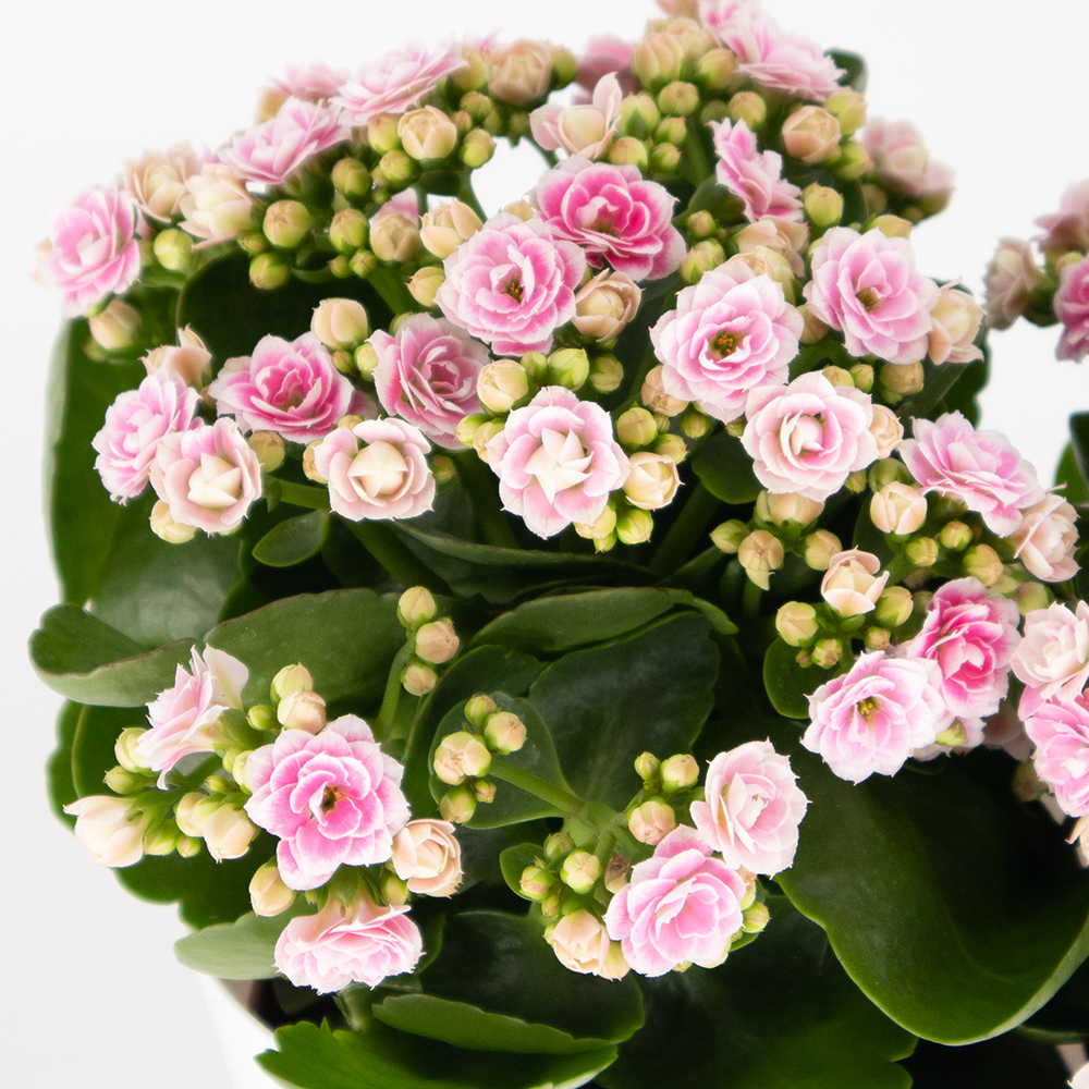 Rosa Flammendes Käthchen + gratis DUO-Topf | +/- 30 cm | ø 12 cm | Kalanchoe