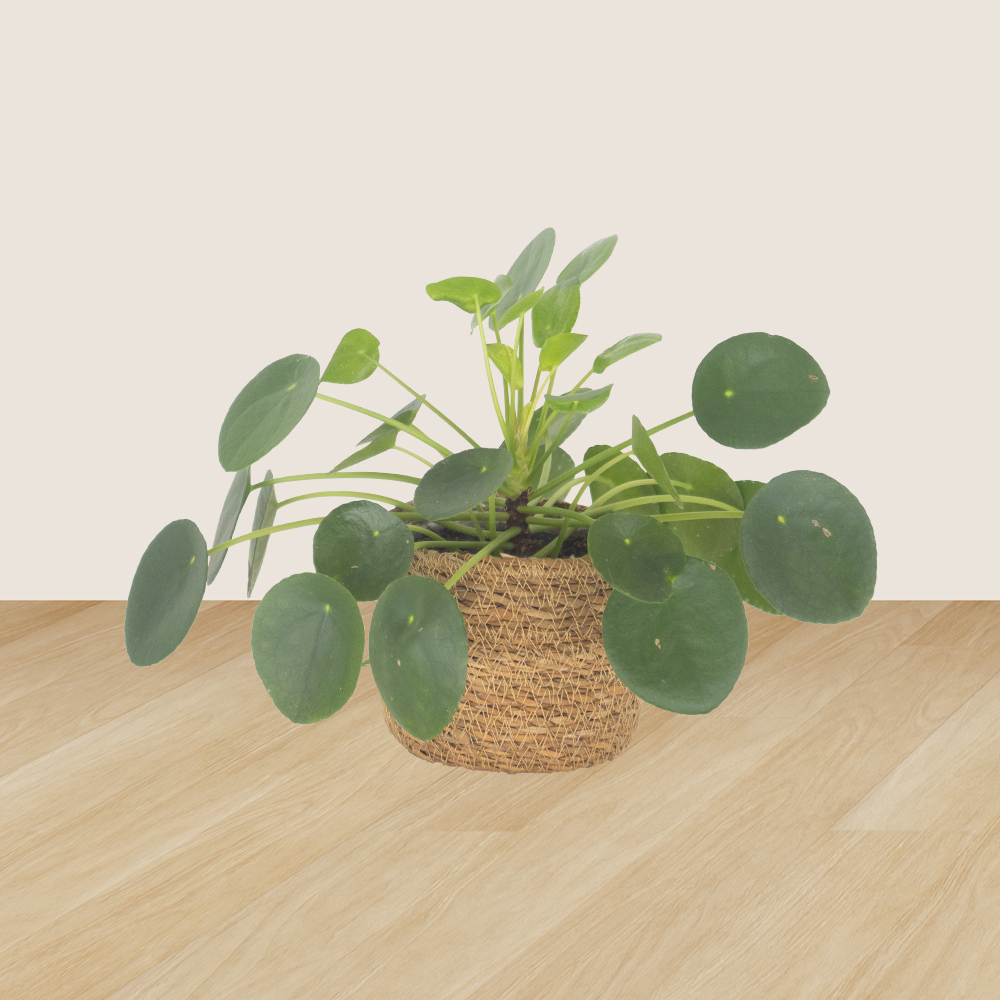 3er-Set Pachira, Nestfarn & Pilea | +/- 15-60 cm | ø 12-14 cm