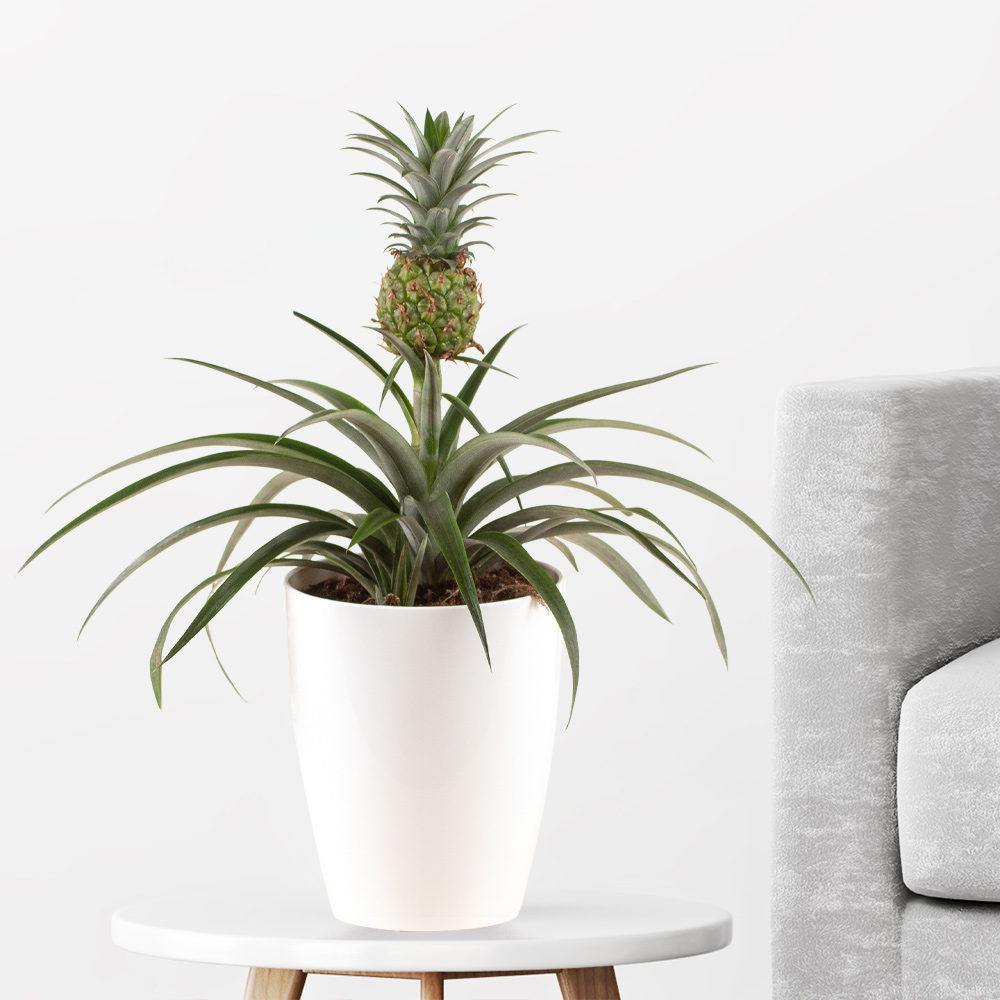 Ananas-Pflanze + gratis Topf | +/- 50 cm |  15