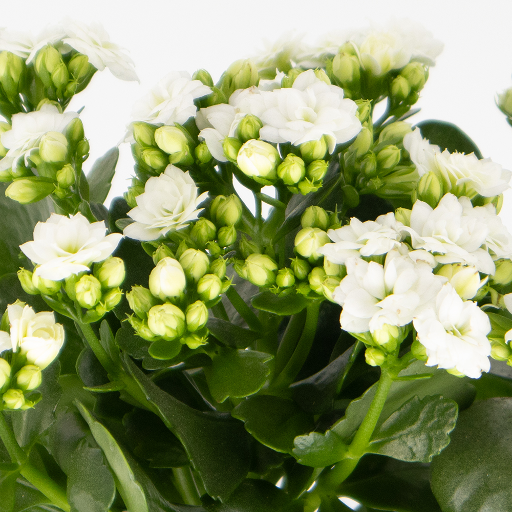 Weißes Flammendes Käthchen + gratis DUO-Topf | +/- 30 cm | ø 12 cm | Kalanchoe