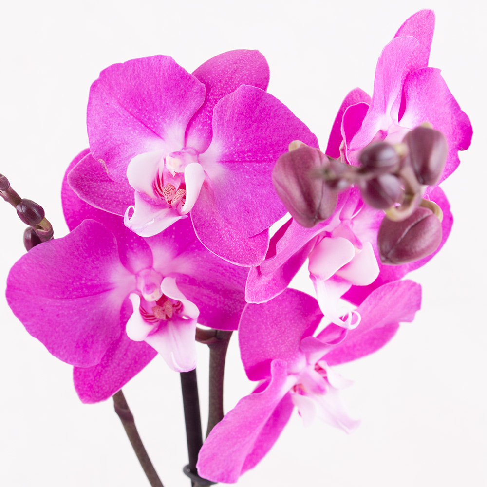 Lila Orchidee (zwei Rispen) + gratis Topf