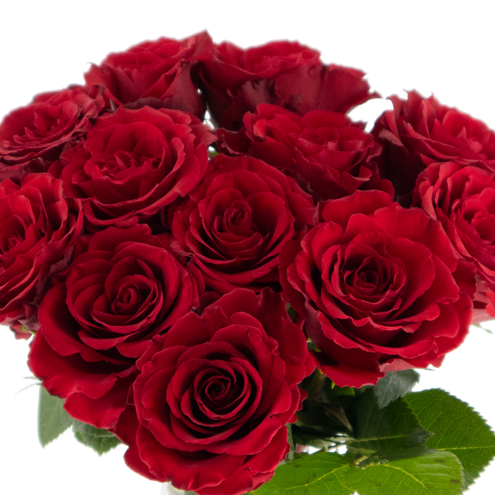 Rosenbox 12 Frische Rosen Rot