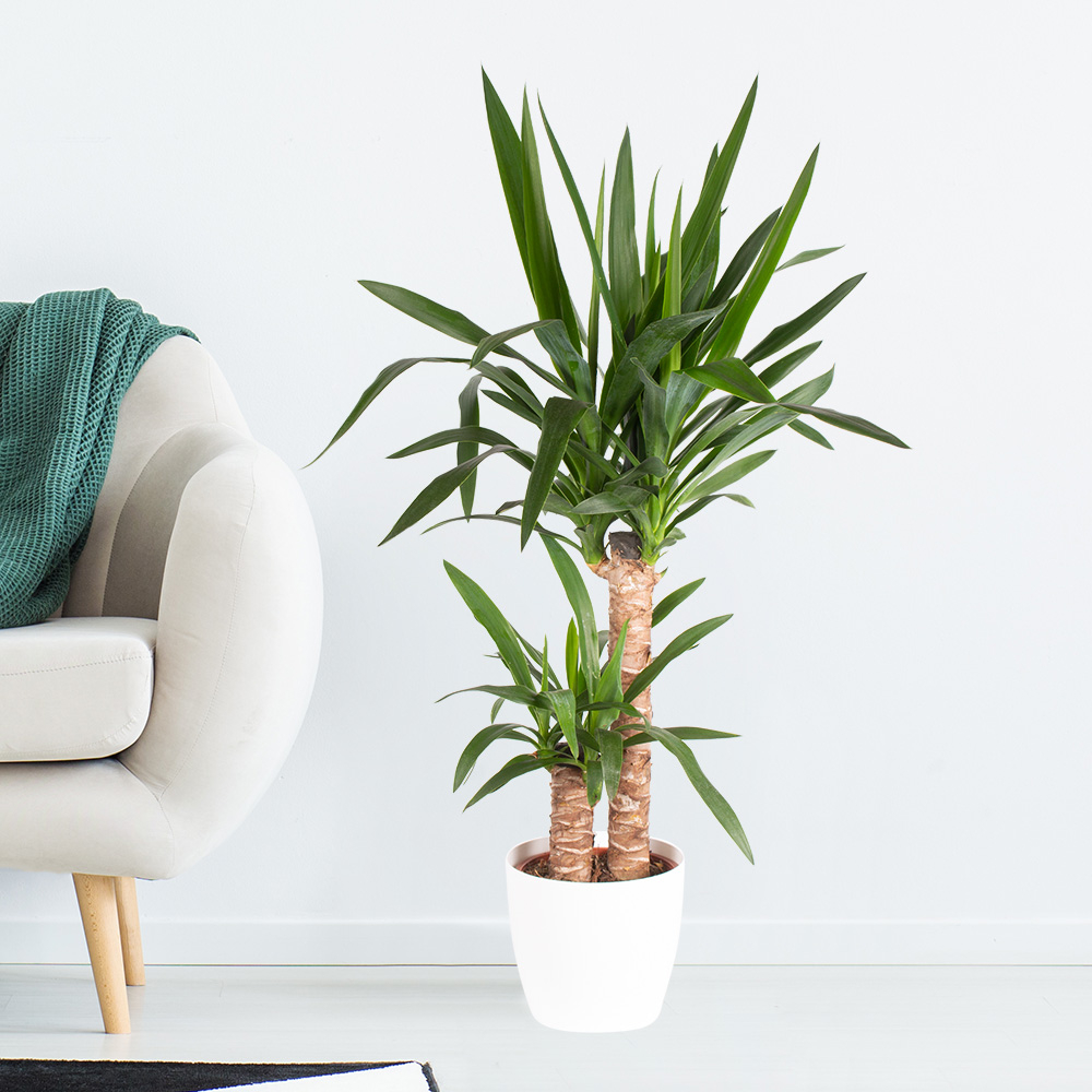 bio saatgut balkon Bio-Balkongemüse Samen-Set kaufen