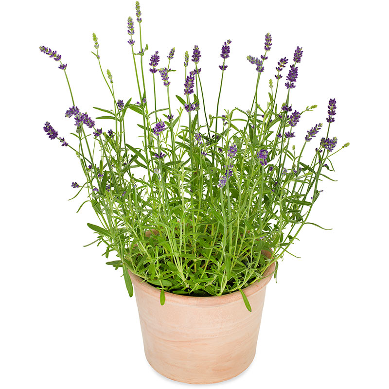 Lilla Lavendel