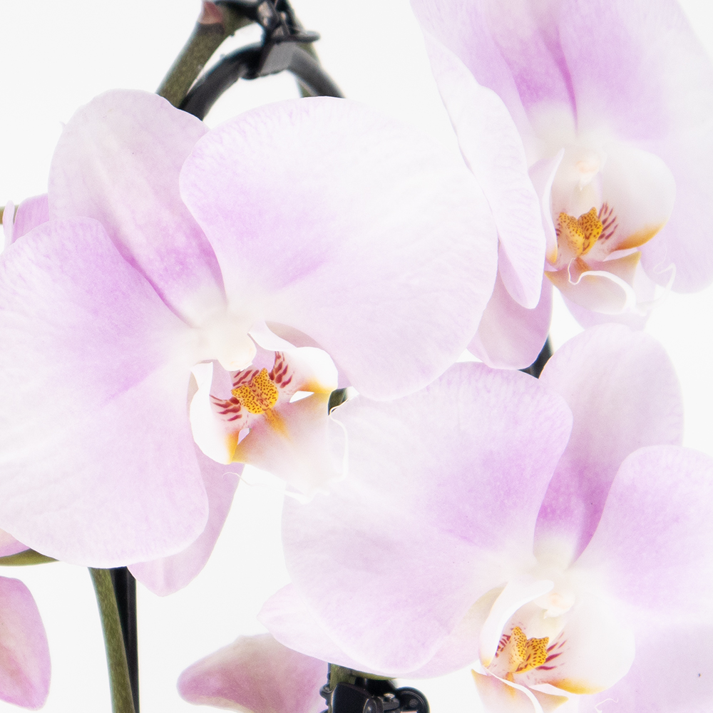 Rosa Orchidee (Cascade) + gratis Topf