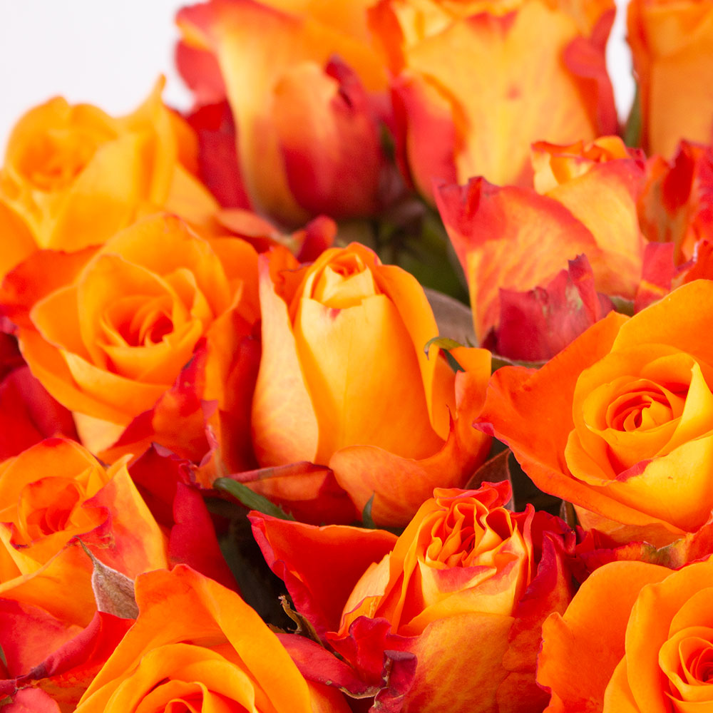 40 Orange Rosen (40cm)