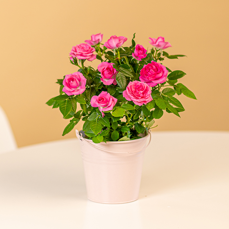 Pink Pot Rose | Shop Roses With Euroflorist