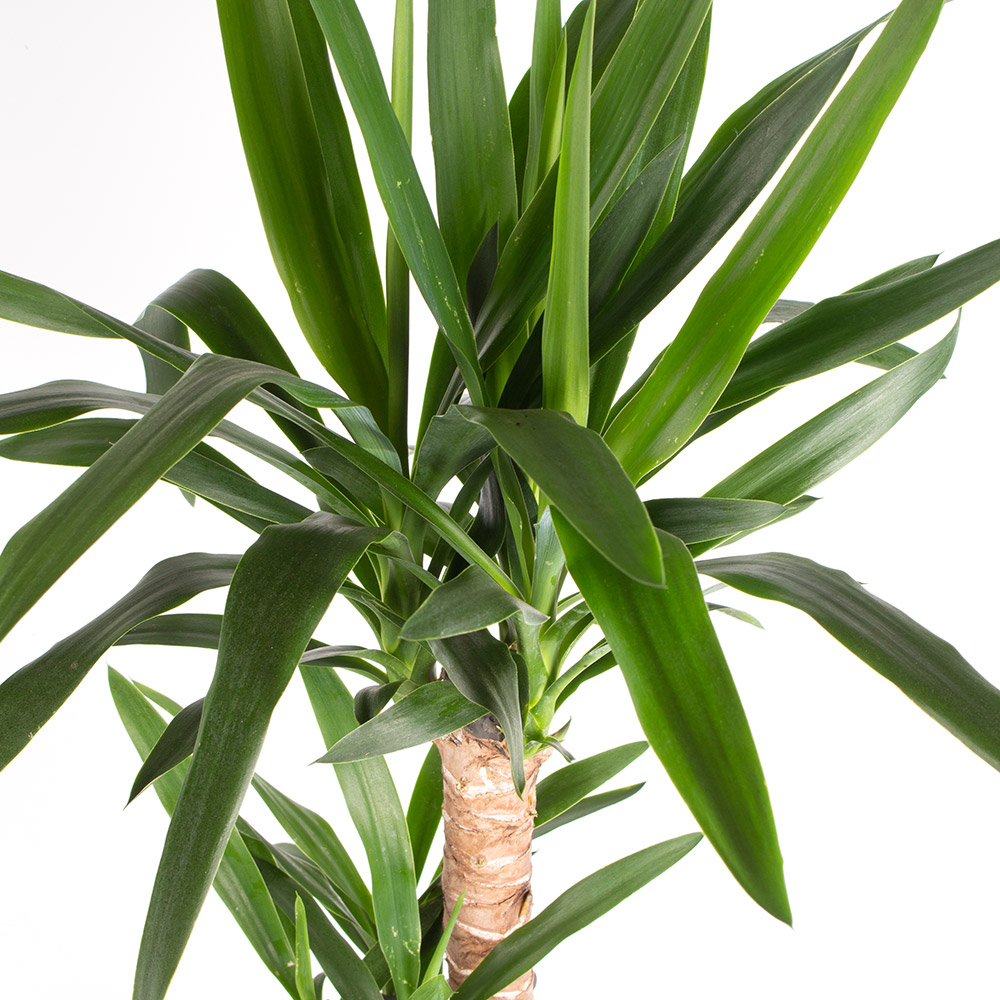 Yucca-Palme (2-stämmig) + gratis Topf | Palmlilie