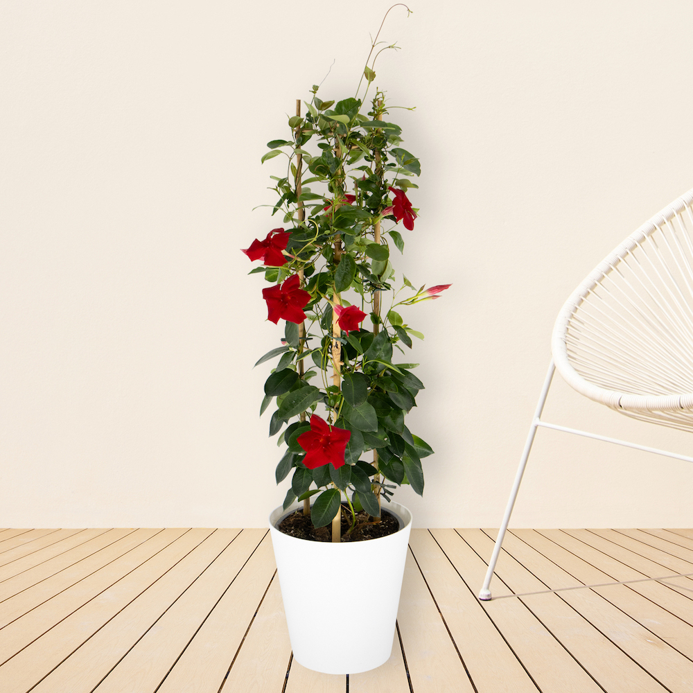 Rote Mandevilla Pyramide + gratis Topf | +/- 70 cm |  17