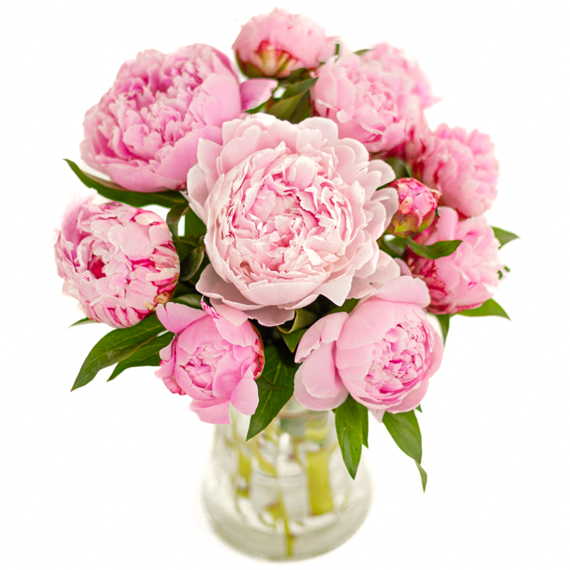 Rosa peondrøm