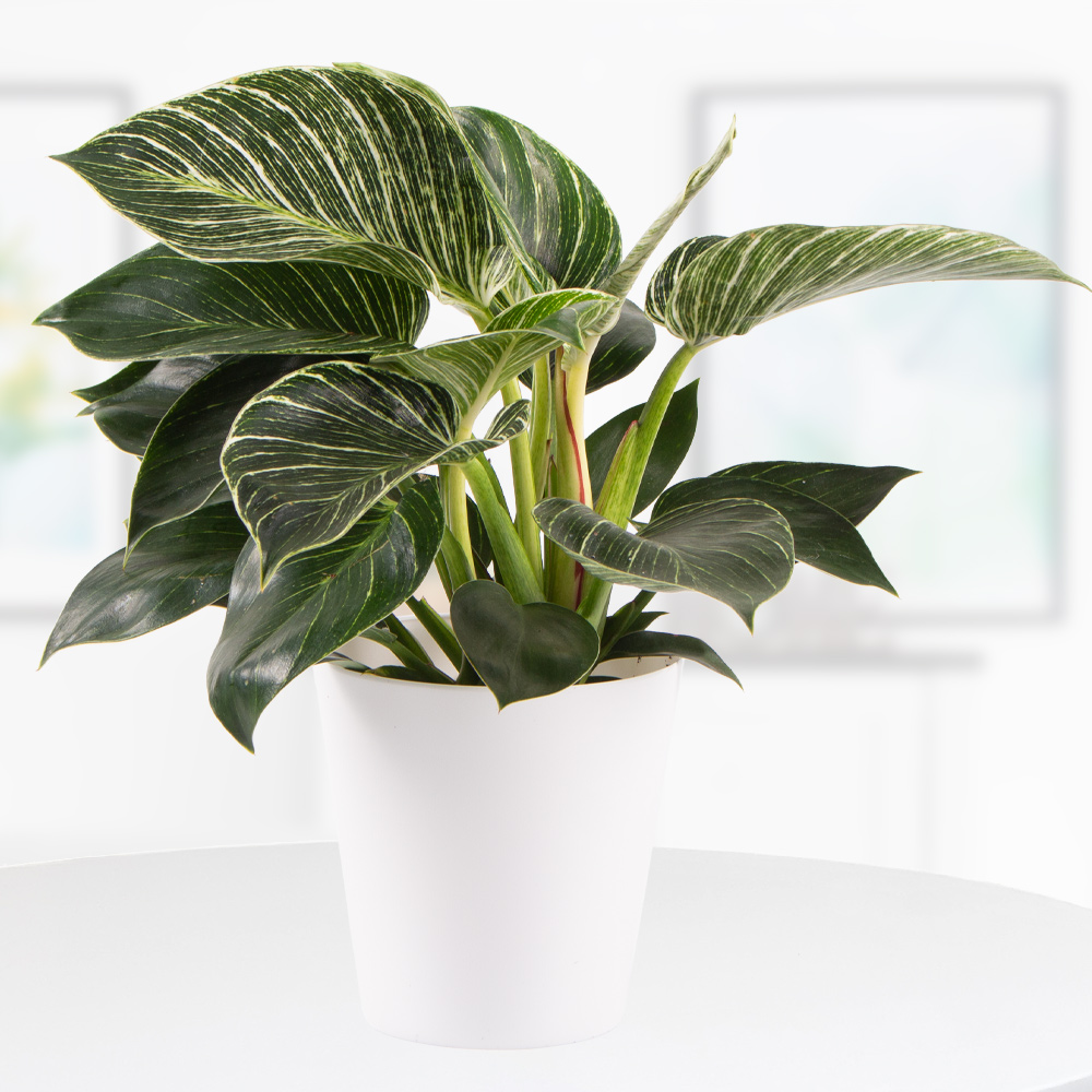 Exotische Zimmerpflanzen kaufen | blumenshop.de
